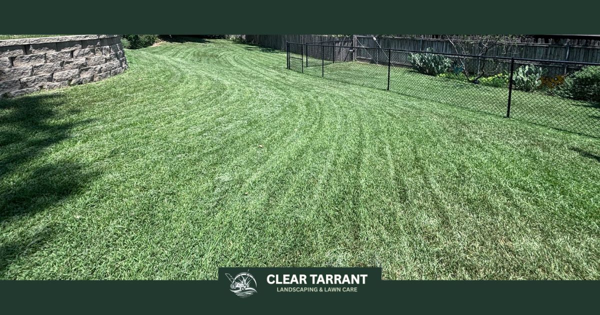Perfect lines from a fresh mow on St Augustine grass in Arlington, TX
